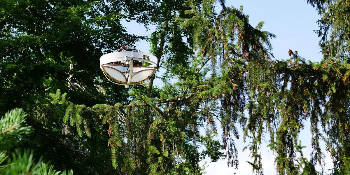 一张照片，一架白色的小型无人机正在接近一棵高高的常绿树枝