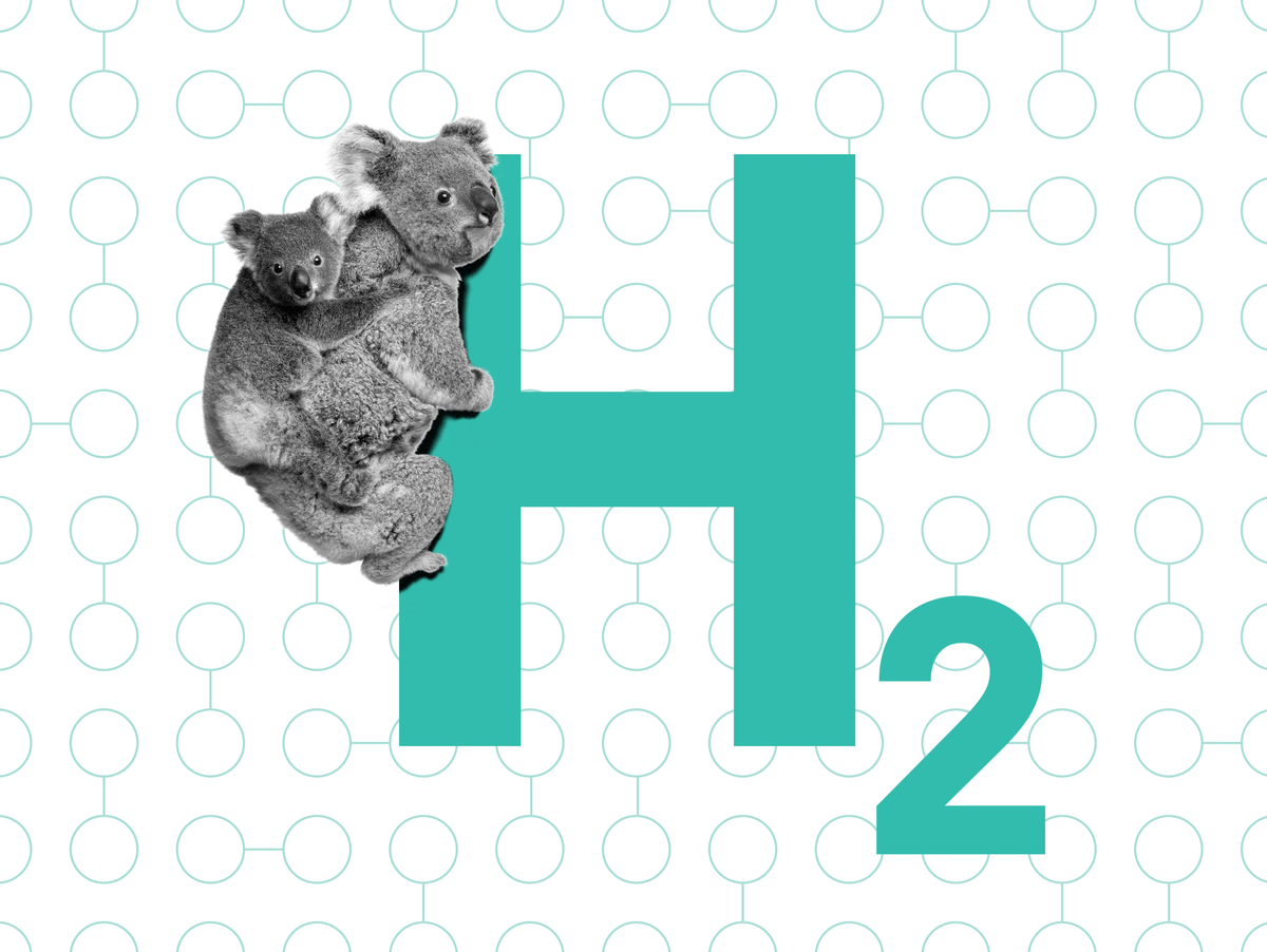 H2和左侧考拉的插图